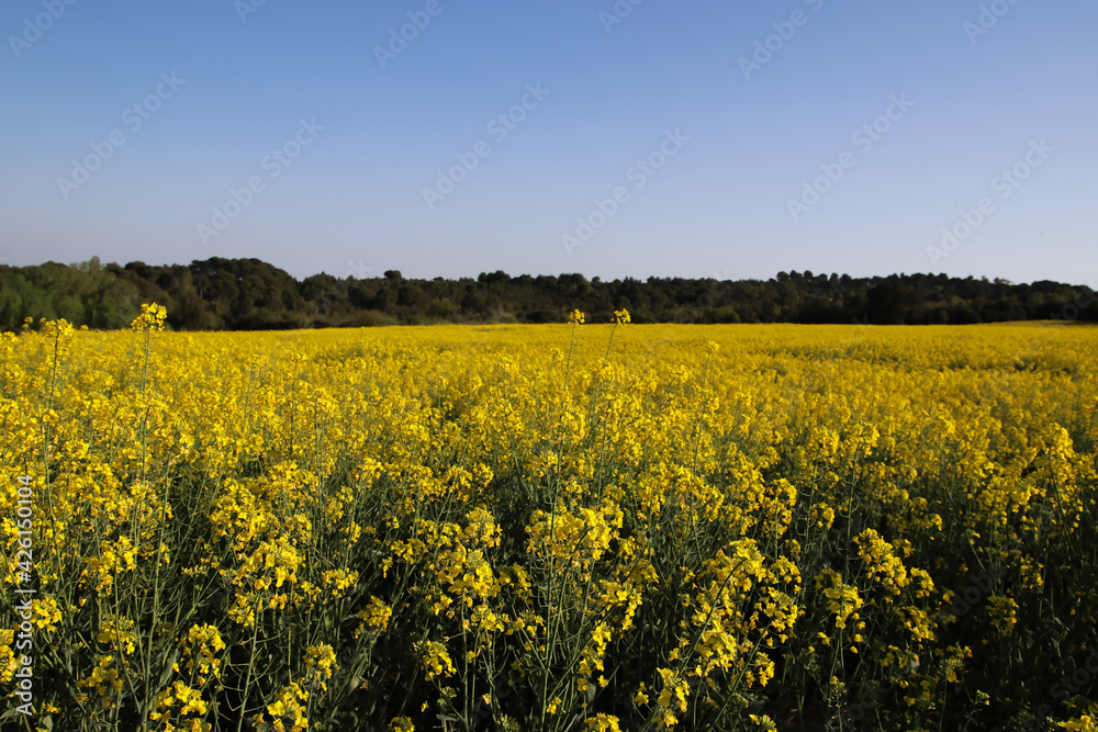 Obraz premium Rapeseed field in spring