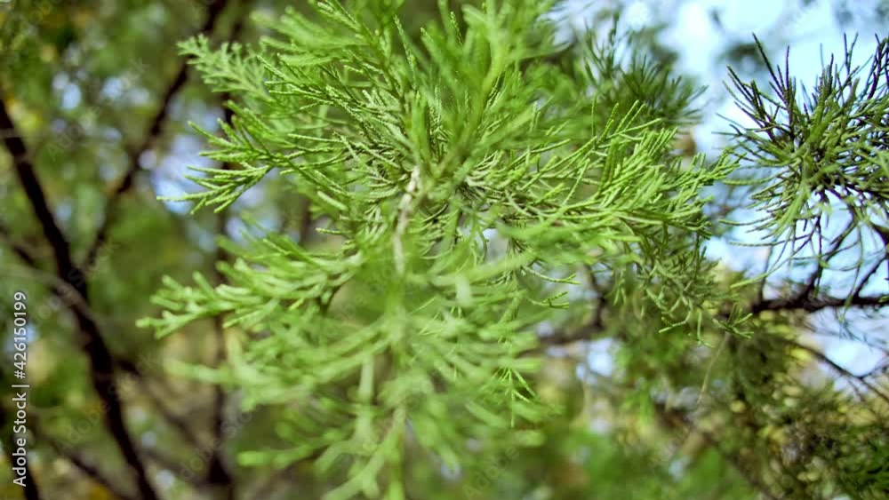 Young green pine trees close up. Abstract natural background. Young green pine trees close up. Abstract natural background.