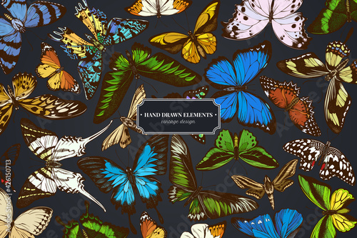 Design on dark background with great orange-tip, emerald swallowtail, jungle queens, plain tiger, rajah brooke s birdwing, papilio torquatus, swallowtail butterfly