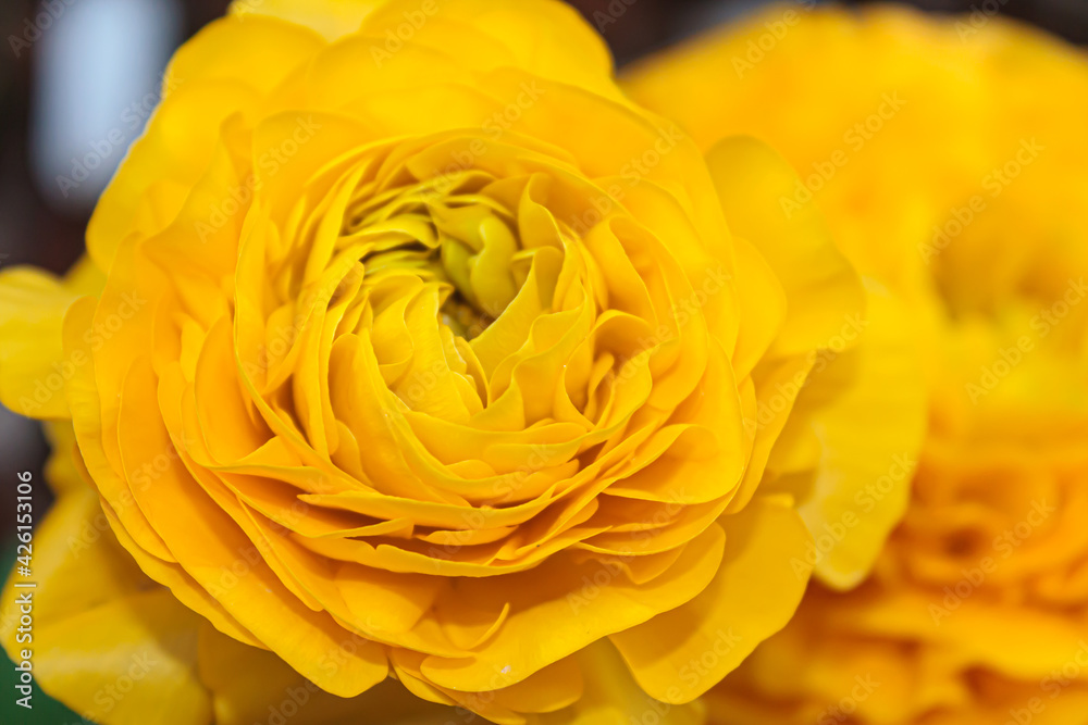 Peony flower Peony flower