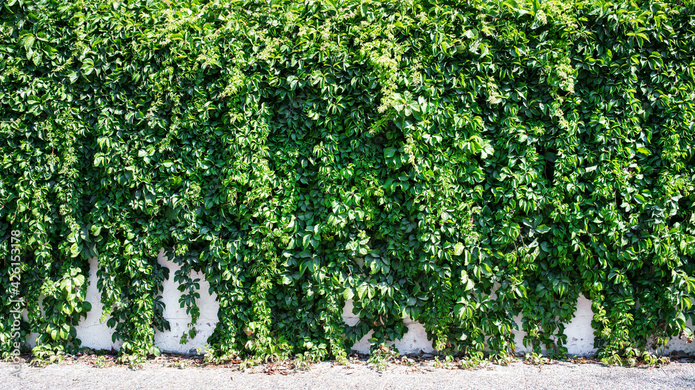 Green hedge covered with many leaves on building wall or fence Green hedge covered with many leaves on building wall or fence