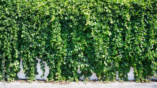 Green hedge covered with many leaves on building wall or fence