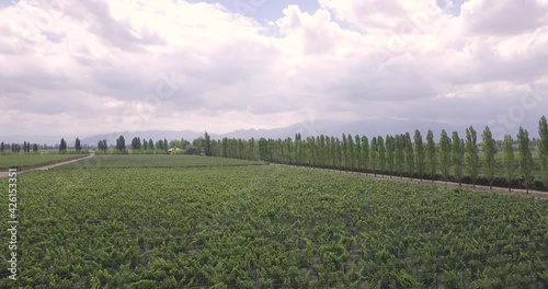 Vineyards Field Cultivation Drone 4K photo