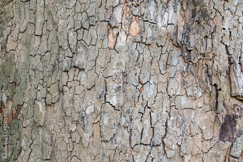 Bark texture and background of a old fir tree trunk