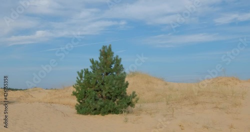 Oleshky sands in Ukraine. Mixed landscape with desert and steppe.  photo