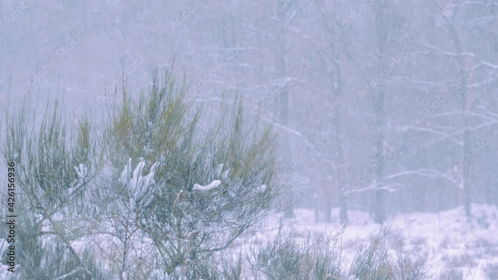 Snowstorm Near Countryside Forest During Winter. - Static Shot Snowstorm Near Countryside Forest During Winter. - Static Shot