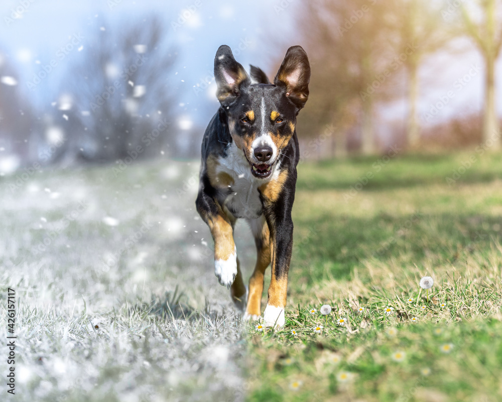 Two seasons on one photo manipulation. Running Dog, Appenzeller Sennenhund 