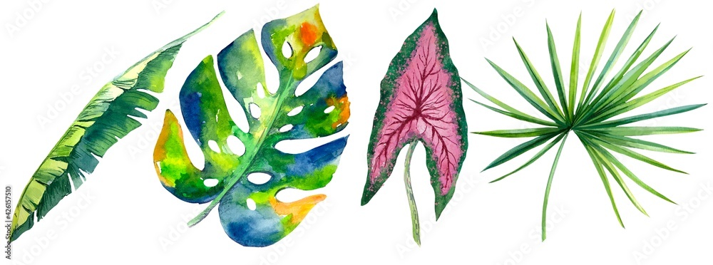 Fototapeta premium tropical plants