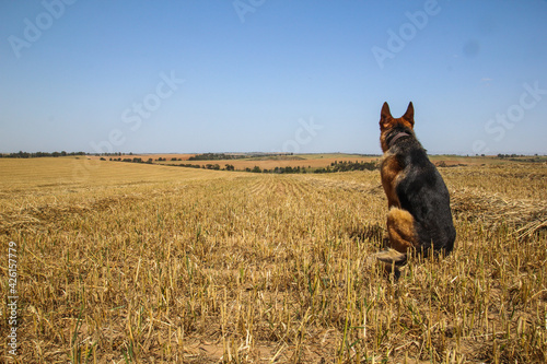 German shepherd dog © omri