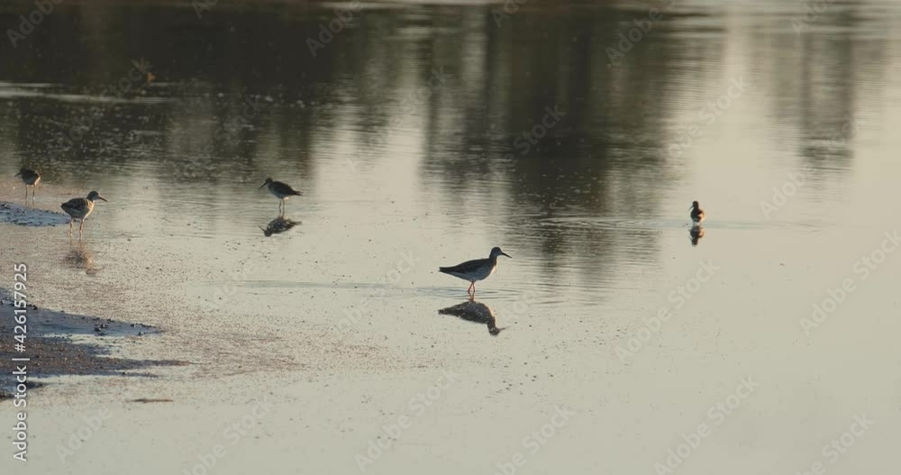 Close up of Common greenshank in the river Close up of Common greenshank in the river