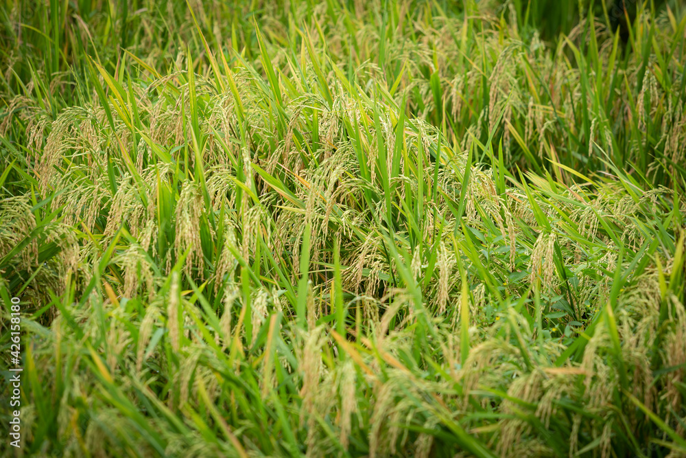 Ears of rice in the field ready for harvest Ears of rice in the field ready for harvest