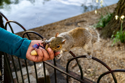  Squirrel being fed nuts by hand in Saint James's Park, London.