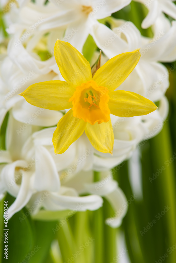 Spring daffodil flower macro view