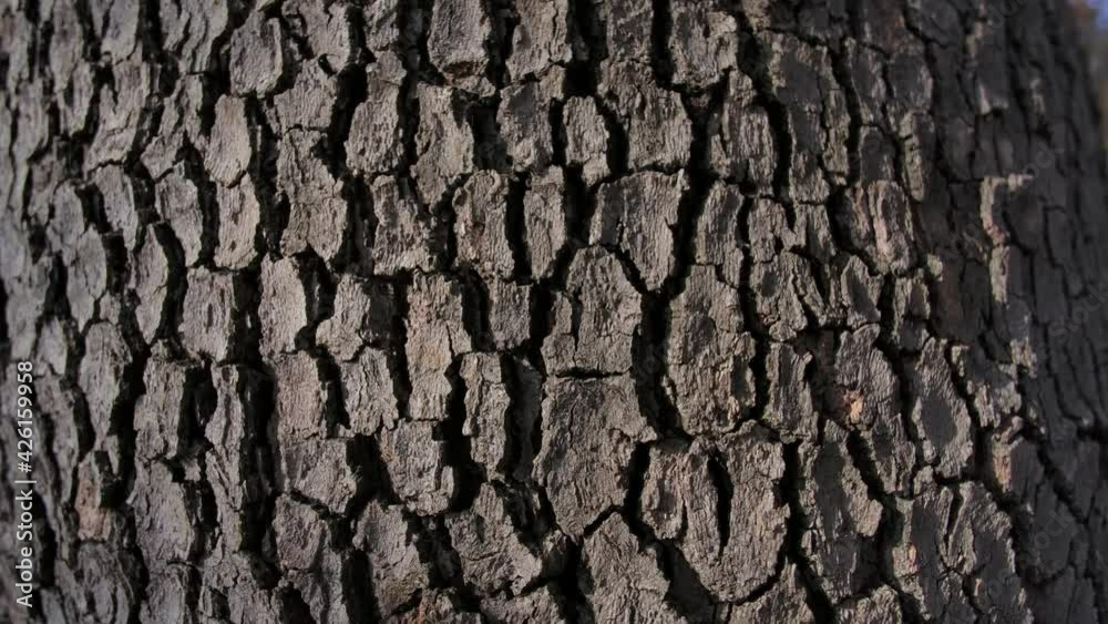 Texture of tree trunk in the forest
Close up of texture of an old oak tree bark. Texture of tree trunk in the forest
Close up of texture of an old oak tree bark.