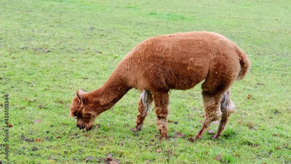 adorable brown llama grazes on a green meadow in autumn, winter, appetizingly chews grass in pasture, concept of animal husbandry, camel wool production adorable brown llama grazes on a green meadow in autumn, winter, appetizingly chews grass in pasture, concept of animal husbandry, camel wool production