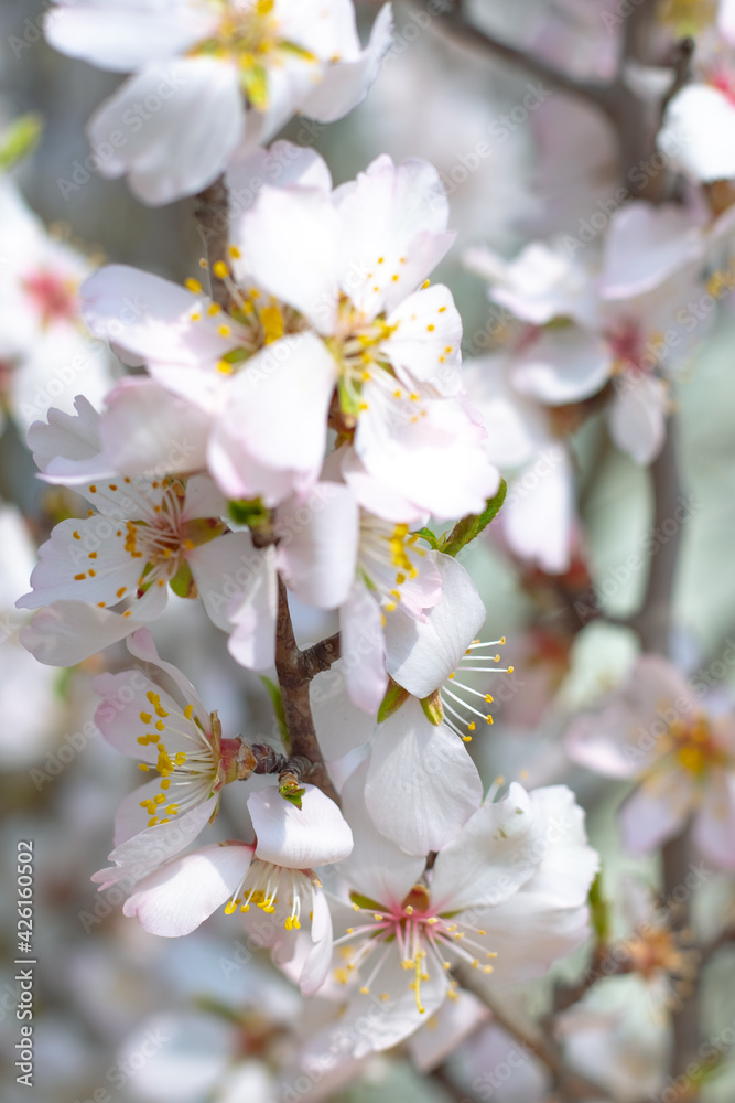 Sakura flowers close-up. On the branches beautiful delicate white with pink flowers.Natural spring background. Selective focus Sakura flowers close-up. On the branches beautiful delicate white with pink flowers.Natural spring background. Selective focus