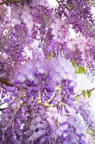 Wisteria a beautiful climbing plant with purple and white flowers. Wisteria in bloom in spring