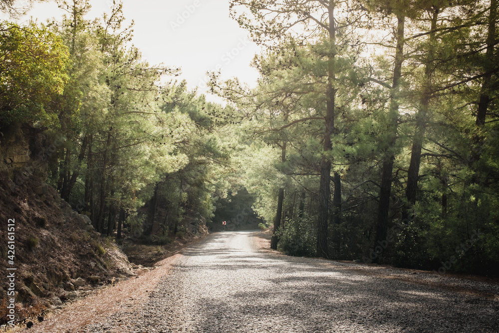 Fototapeta premium Koprulu Canyon National Park. A winding forest road surrounded by pine trees. Manavgat, Antalya, Turkey.