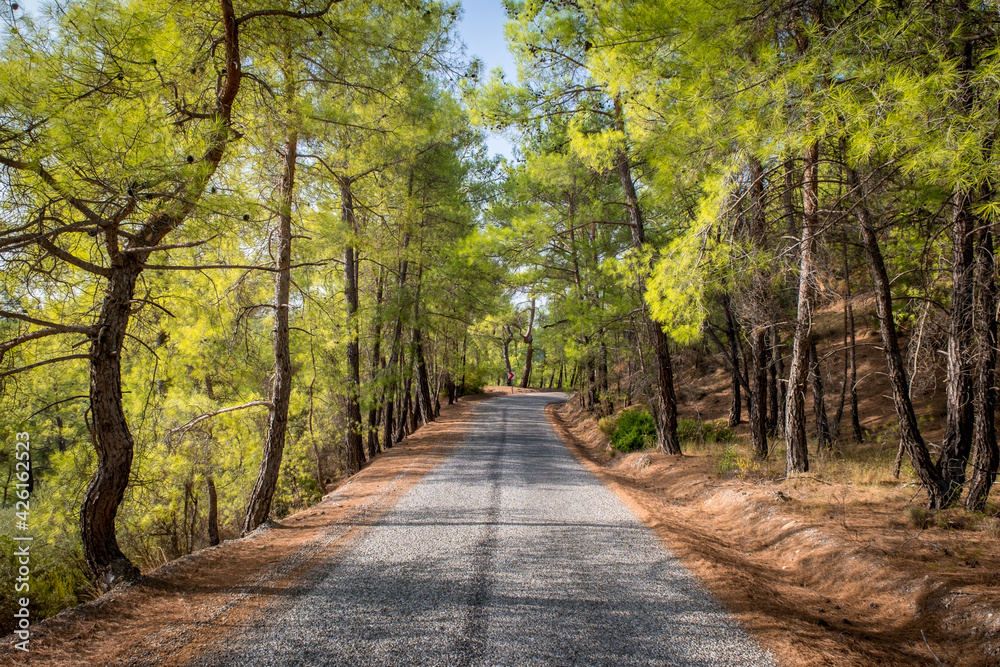Obraz premium Koprulu Canyon National Park. A winding forest road stretching into the distance surrounded by pine trees. Manavgat, Antalya, Turkey.