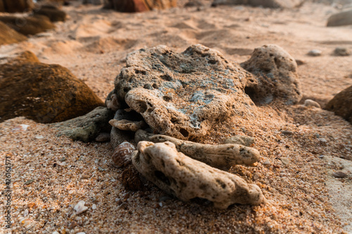 Fragmenty martwej rafy kolorowej wyrzucone na plaże, naturalne tło wybrzeża.