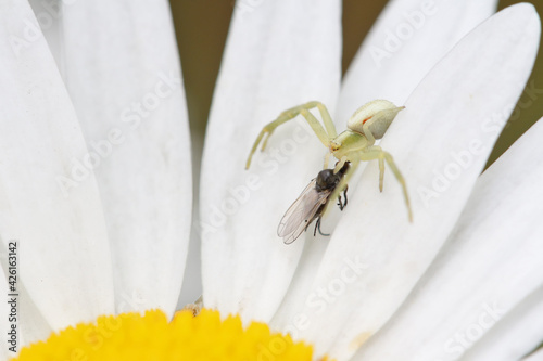 The cute yellow spider  Misumena vatia eats a fly on the white petals of a daisy. 
The spider grabs its prey with its strong, wide-spread front legs. It doesn't spin a web. 
 photo