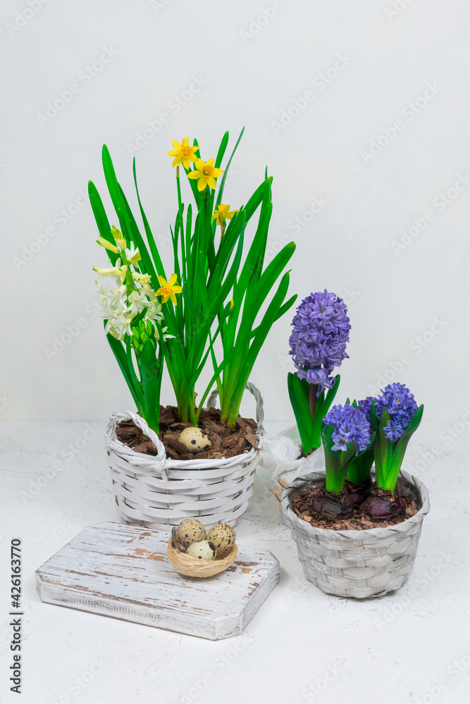 A decorative nest made of hay with quail eggs inside on a white cutting table with yellow daffodils and blue hyacinths in the background. Easter table decoration.