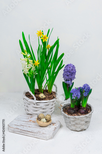 A decorative nest made of hay with quail eggs inside on a white cutting table with yellow daffodils and blue hyacinths in the background. Easter table decoration.