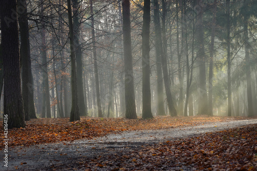 morning in the forest