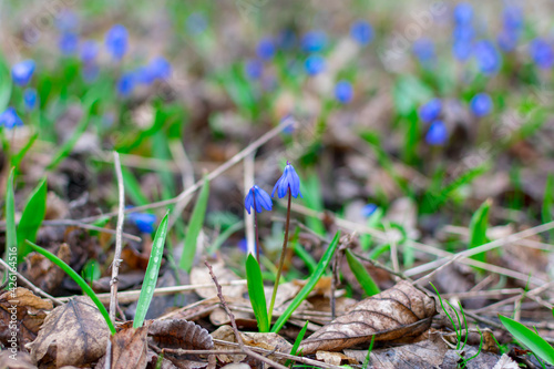 Many blue snowdrops in the forest in blurred focus. Selective focus. Spring. Spring time.