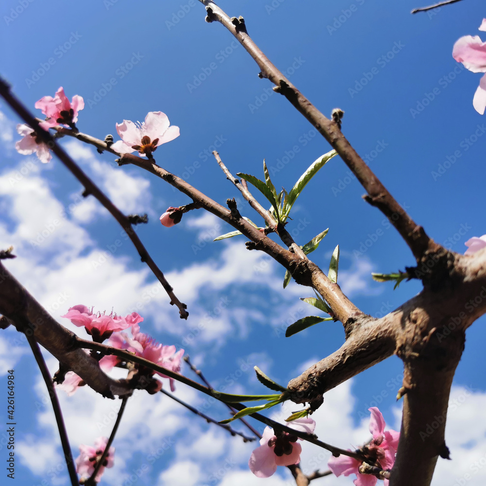 Peach blossom - beautiful pink flowers on branches, against a blue sky background. Early spring concept Peach blossom - beautiful pink flowers on branches, against a blue sky background. Early spring concept