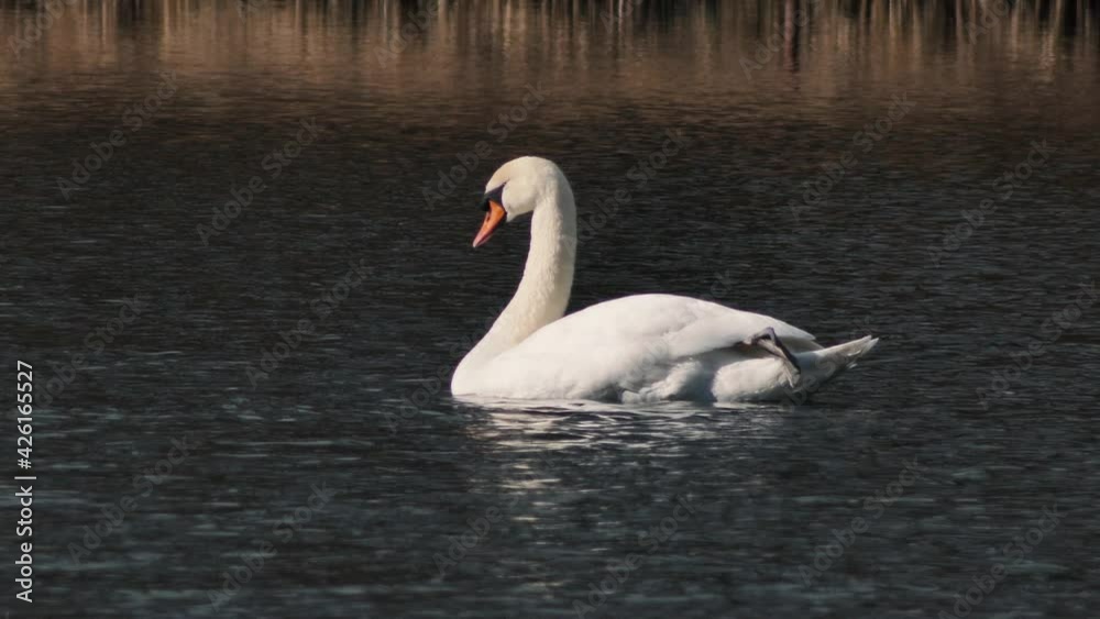 white swan flies alone. A beautiful big bird white swan flies alone. A beautiful big bird