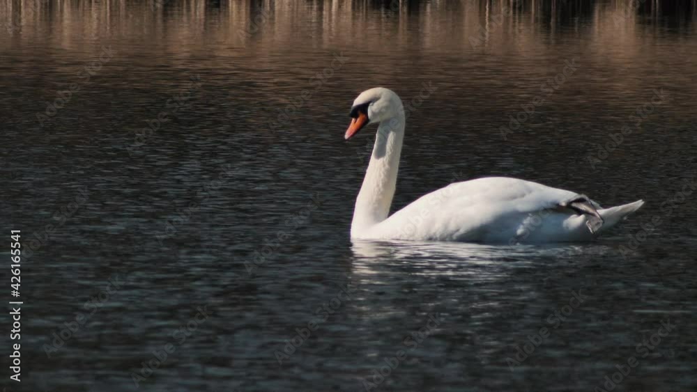 white swan flies alone. A beautiful big bird white swan flies alone. A beautiful big bird