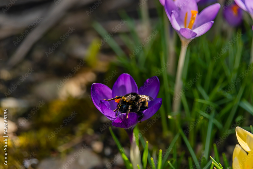 Fototapeta premium Violet crocus flower in green grass in spring sunny day