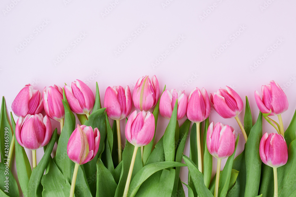Fototapeta premium spring flat lay with tulips on pink