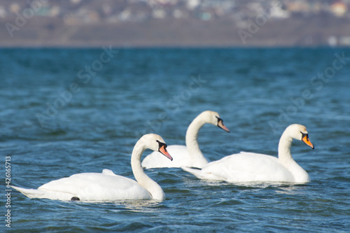 Several white swans are swimming in the sea. Bird watching and nature reserves.