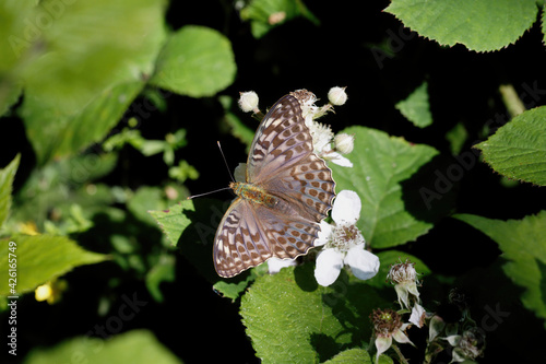 A Valezina Silver-washed Fritillary nectaring on Bramble flowers. photo