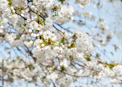 branch of white flowers blossom in the spring warm day