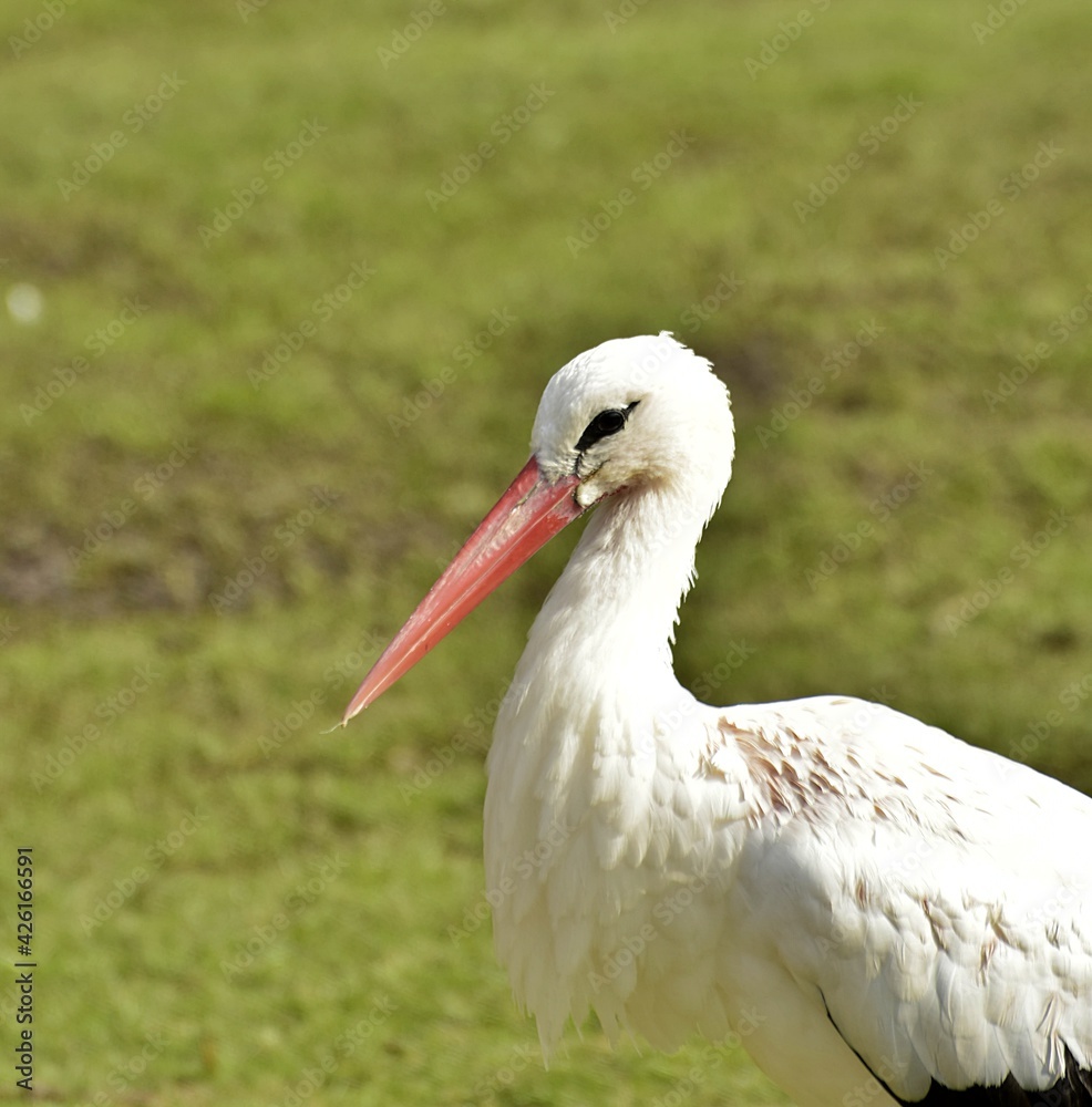 Fototapeta premium portrait of an white stork in the grass, rheine, germany