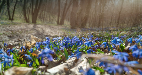Blooming Siberian Scilla and sunny forest glade in early spring