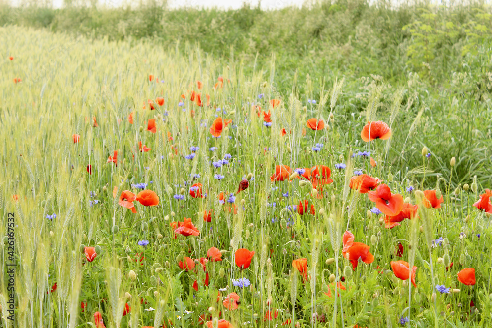 Obraz premium poppies on a background of field of barley