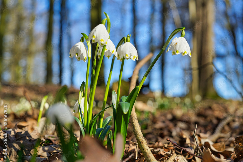 Obraz premium Borscher Aue Märzenbecher