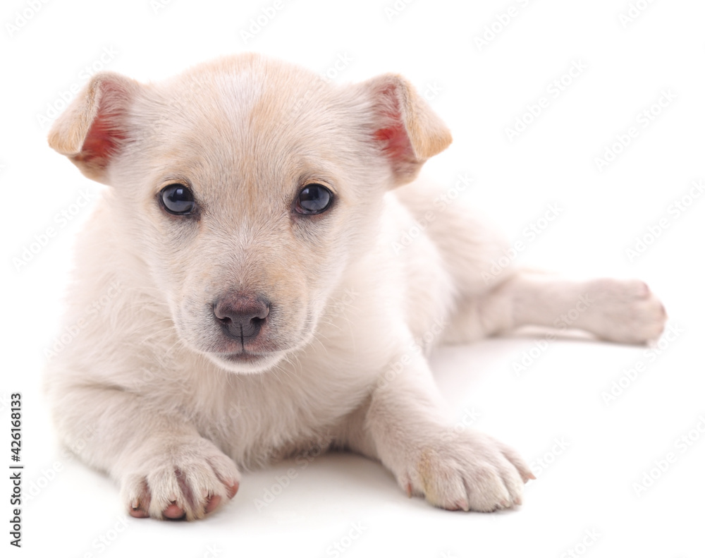 White nice puppy.