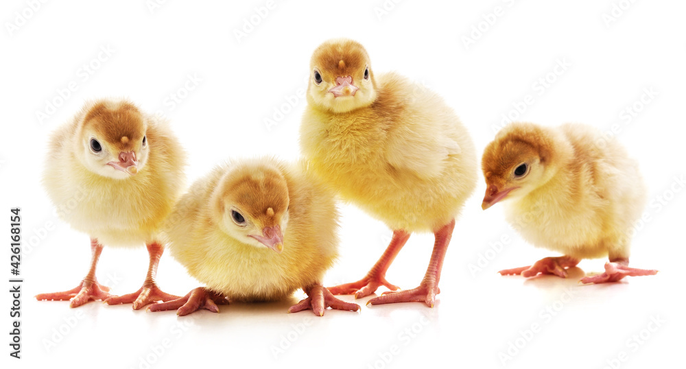 Fototapeta premium Four little turkeys.