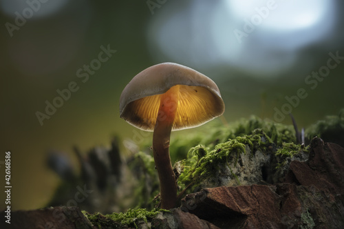 Wallpaper Mural Selective focus shot of a mushroom