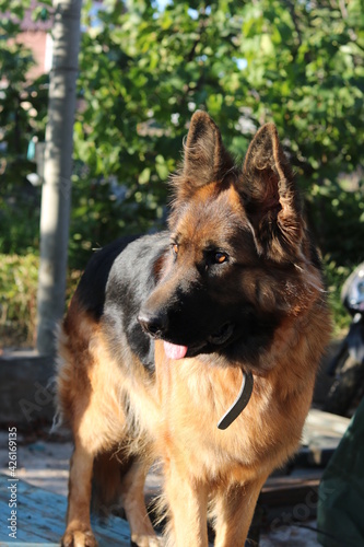 shepherd guard dog on the farm, portrait