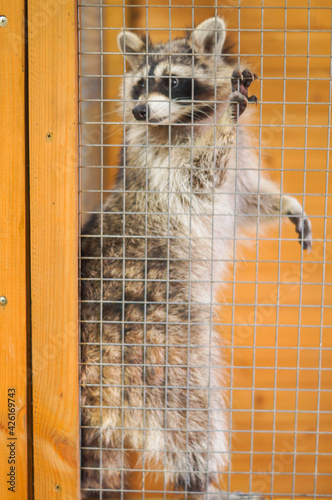 a raccoon dog in a zoo cage stands in full growth