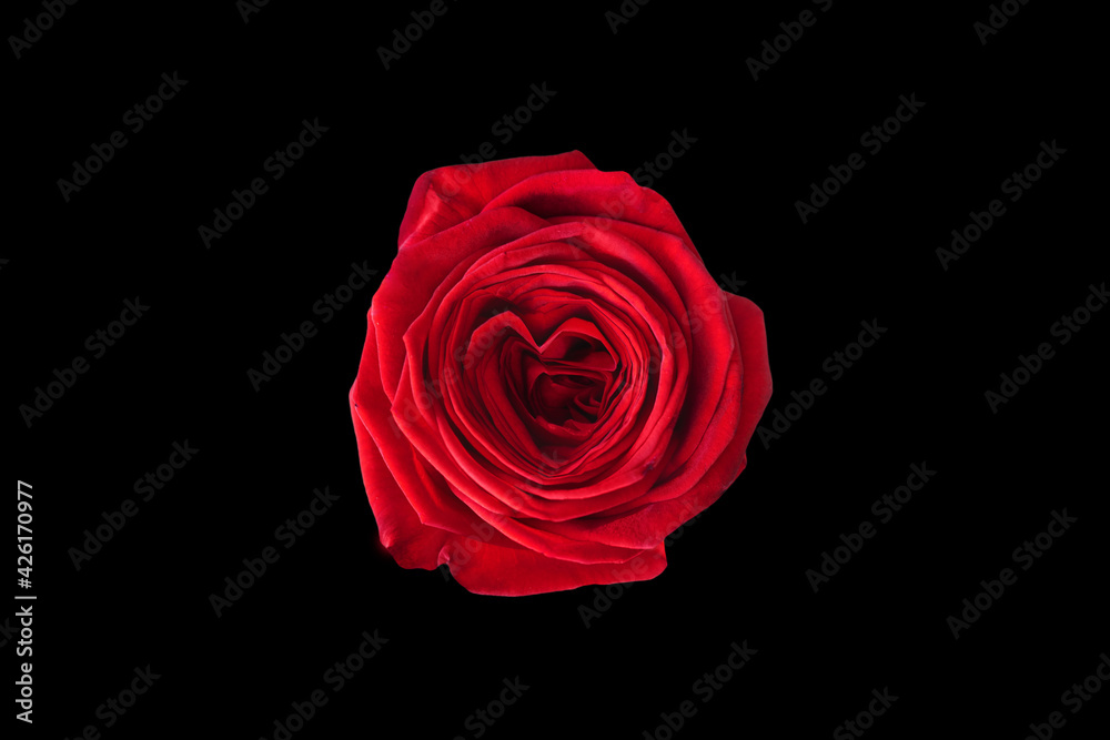 red rose isolated on black