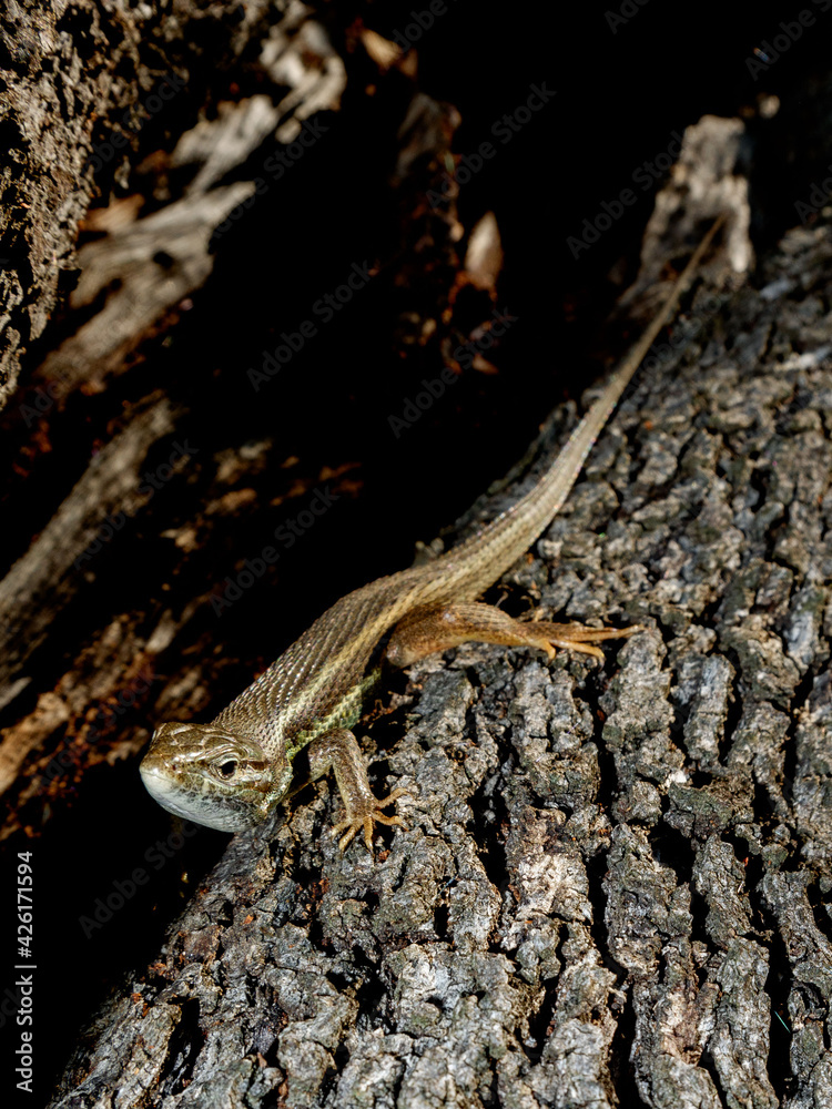 Obraz premium Lagartija colilarga, Psammodromus algirus, en el Parque Nacional de Monfragüe. Red Natura 2000. España