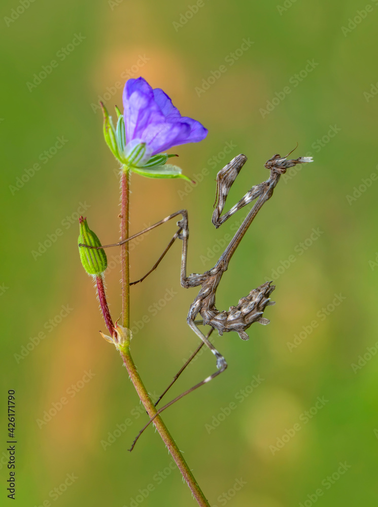 Close up of pair of Beautiful European mantis ( Mantis religiosa ) Close up of pair of Beautiful European mantis ( Mantis religiosa )