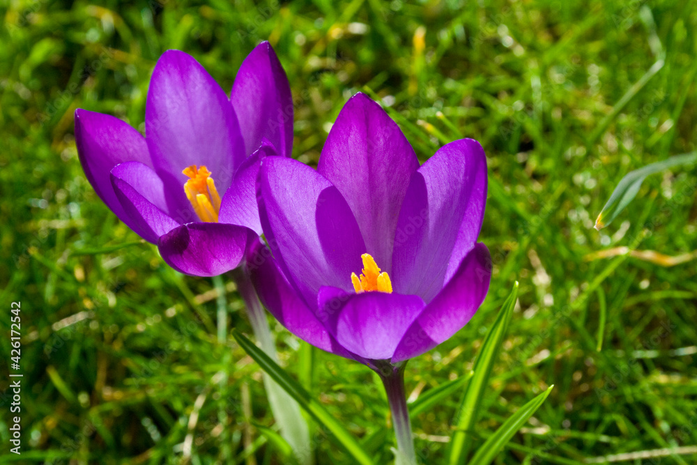 Purple Crocus